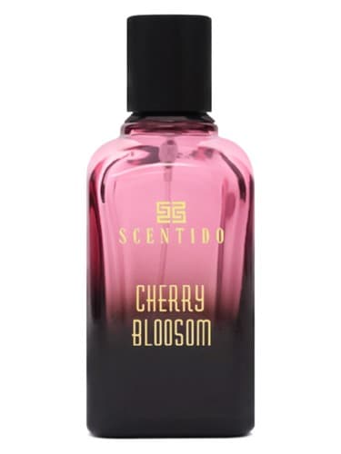 Cherry Blossom - شکوفه چری