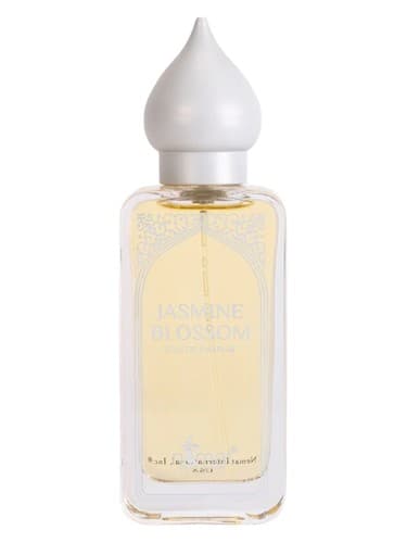 Jasmine Blossom - شکوفه یاس