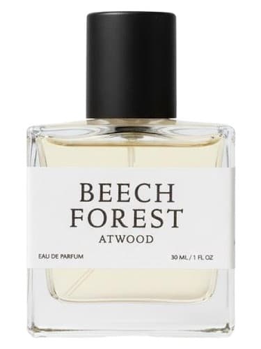 Beech Forest - جنگل راش