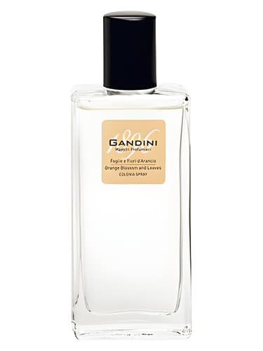 Orange Blossom and Leaf - شکوفه و برگ اورنج