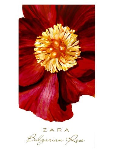 Bulgarian Rose - رز بلغاری
