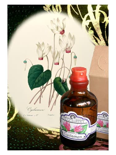 Cyclamen - سیکلامن