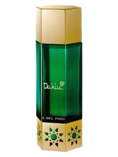 Desert Flowers Dahlia - دزرت فلاورز داهلیا