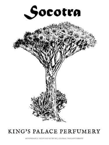 Socotra - سقطری