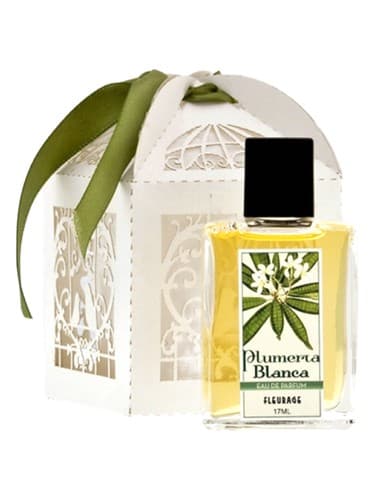 Plumeria Blanca - پلومریا بلانکا
