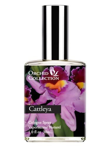 Cattleya Orchid - ارکیده کتلیا