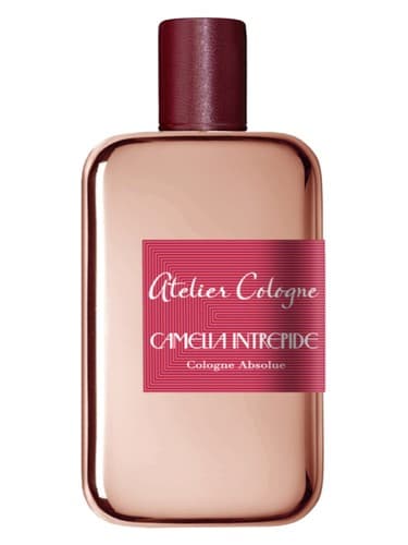 Camelia Intrepide - کاملیا اینترپید