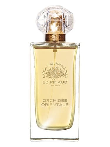 Orchidée Orientale 