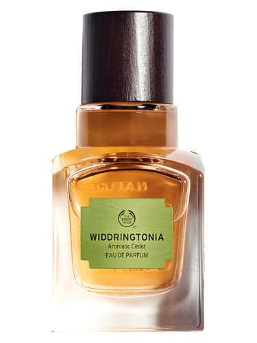 Widdringtonia - ویدرینگتونیا