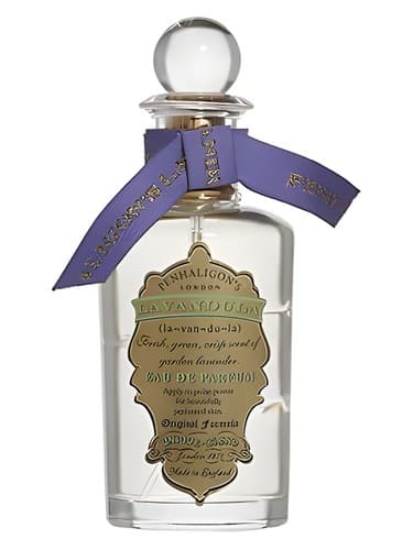 Lavandula - لاواندولا