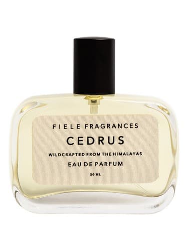 Cedrus