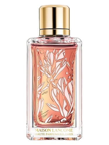 Magnolia Rosae