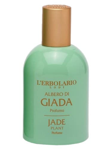 Jade Plant - جید پلنت