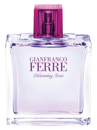 Blooming Rose - گل رز