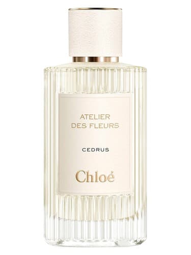 Cedrus - سدروس