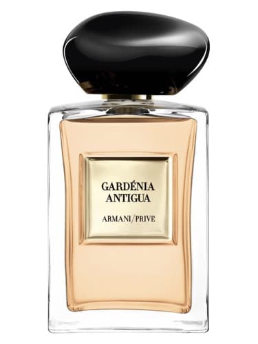 Gardénia Antigua - گاردنیا آنتیگوا