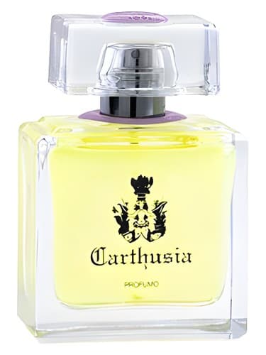 Gelsomini di Capri