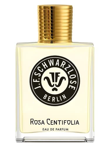 Rosa Centifolia - رزا سنتفولیا
