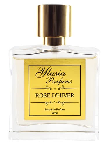 Rose d'Hiver