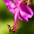 Geranium macrorrhizum (Zdravetz)