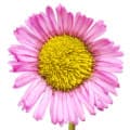 Erigeron (Fleabane)