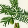 Torreya