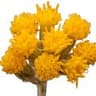 Senecio