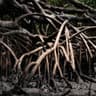 Mangrove Wood
