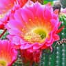 Cactus Blossom