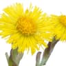 Tussilago farfara