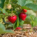 Strawberry Plant