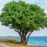 Terebinth Tree