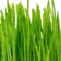 Grass