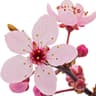 Cherry Blossom