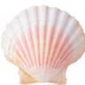 Seashells