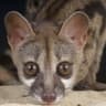 Genet