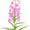 Rosebay Willowherb