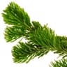 Canadian balsam