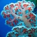 Coral Reef