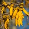 Kowhai