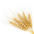 Rye