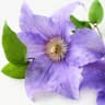 Clematis