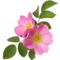 Eglantine Rose