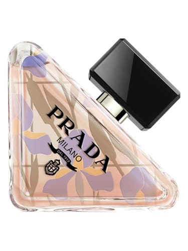 Paradoxe Orchidea Edition