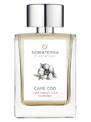 Cape Cod Wild Beach Rose