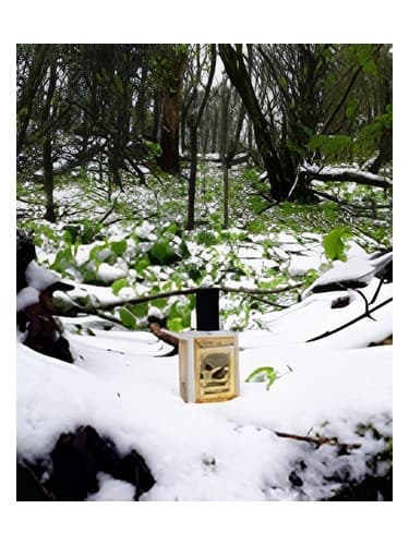 Snowmint Mallow